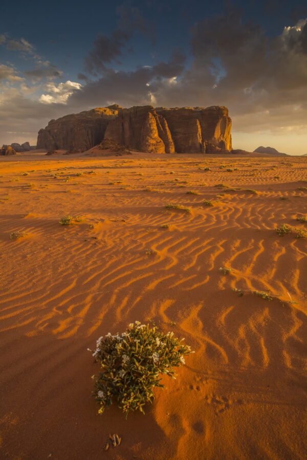 Jordania, pustynia Wadi Rum